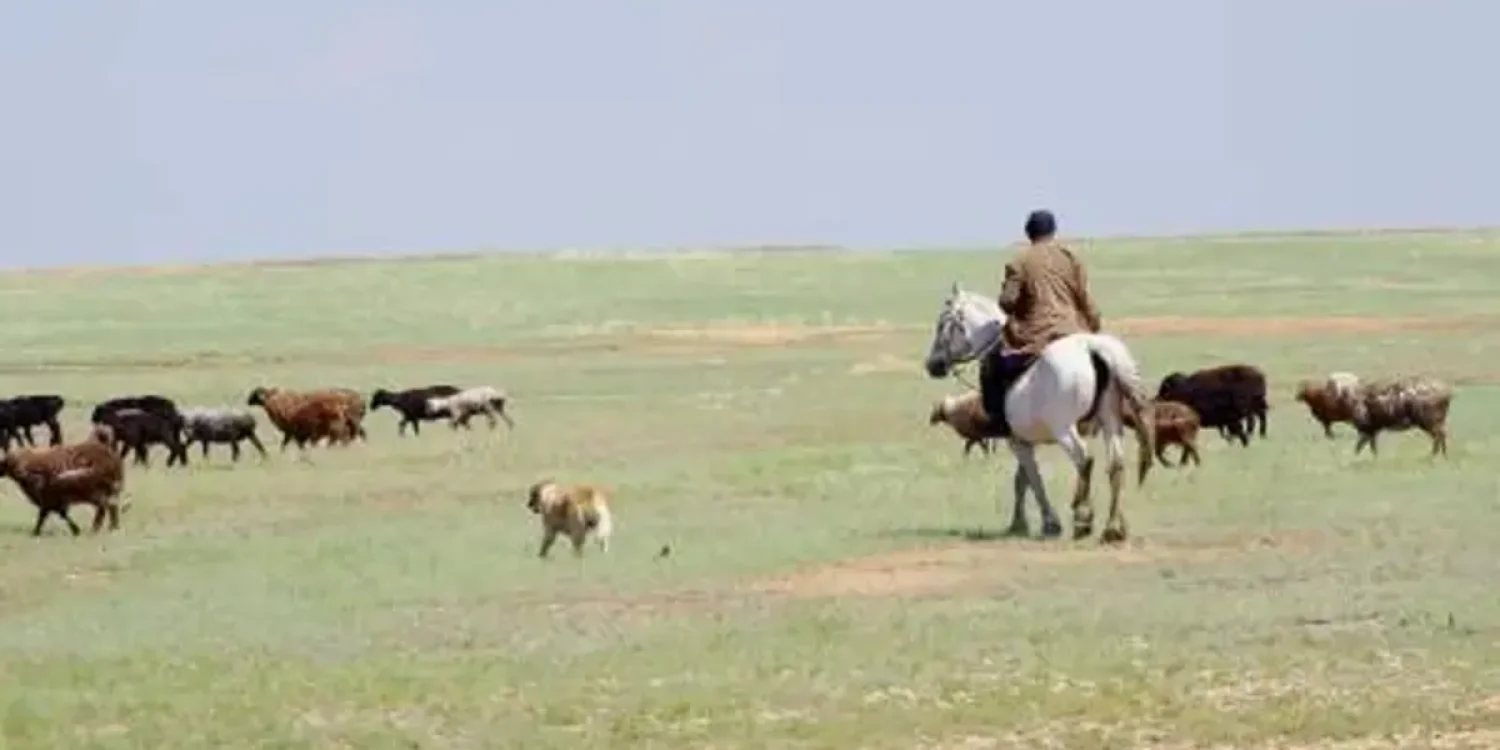 В области Абай спасли пастуха после пяти дней в степи