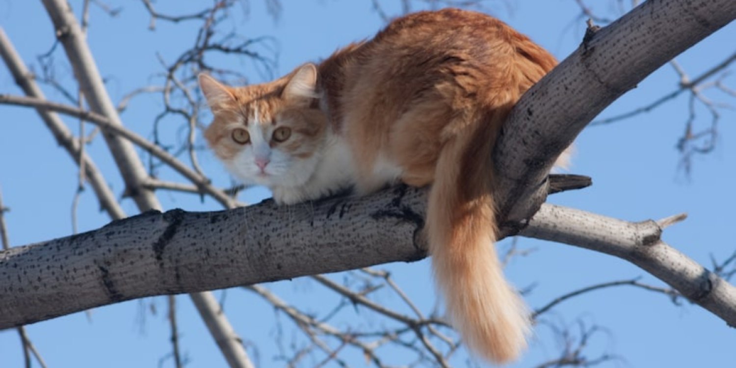 Павлодарда мысықты құтқармақ болған ер адам қаза тапты