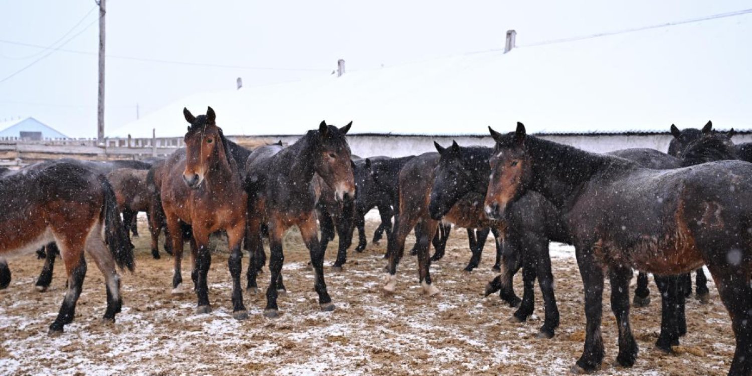 Суд передал в госсобственность лошадей, изъятых на границе