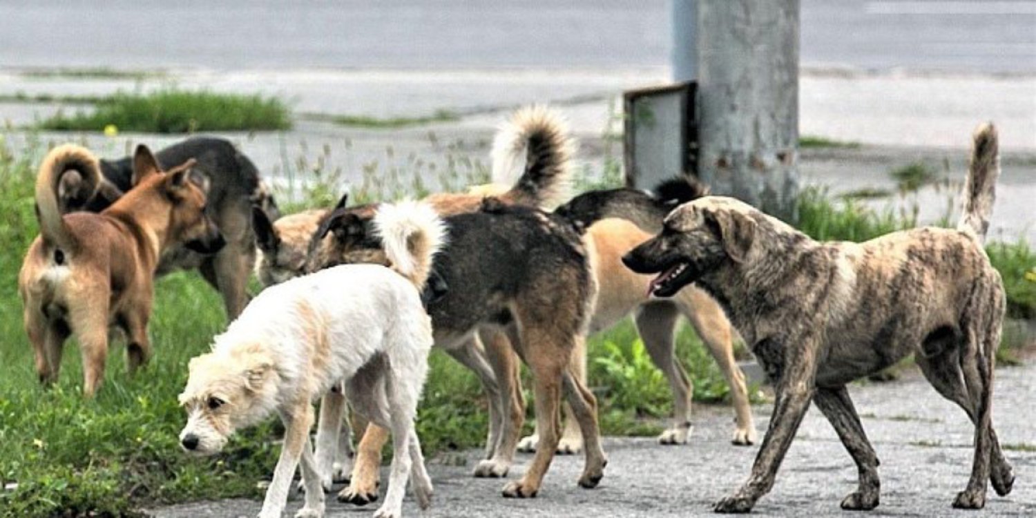 «Он шақты ит болды»: Көкшетауда қаңғыбас иттер жүкті әйелге шабуыл жасады