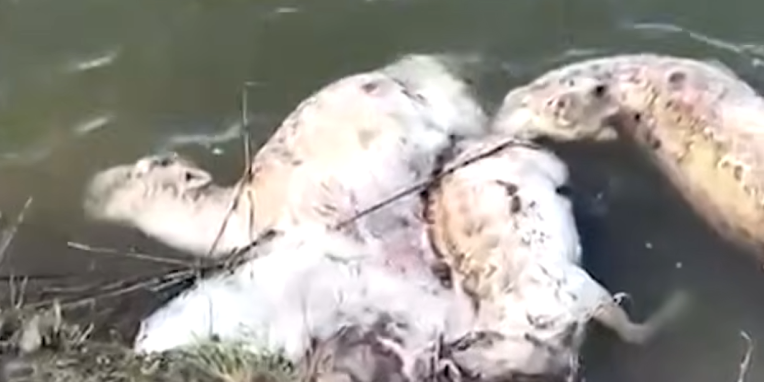 Мамандар киіктердің жаппай қырылу себебін түсіндірді