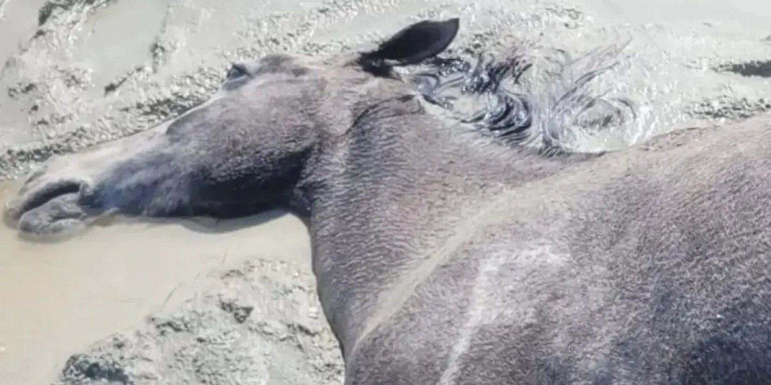 Маңғыстауда нөсер жауын салдарынан жүзге жуық жылқы қырылып қалды