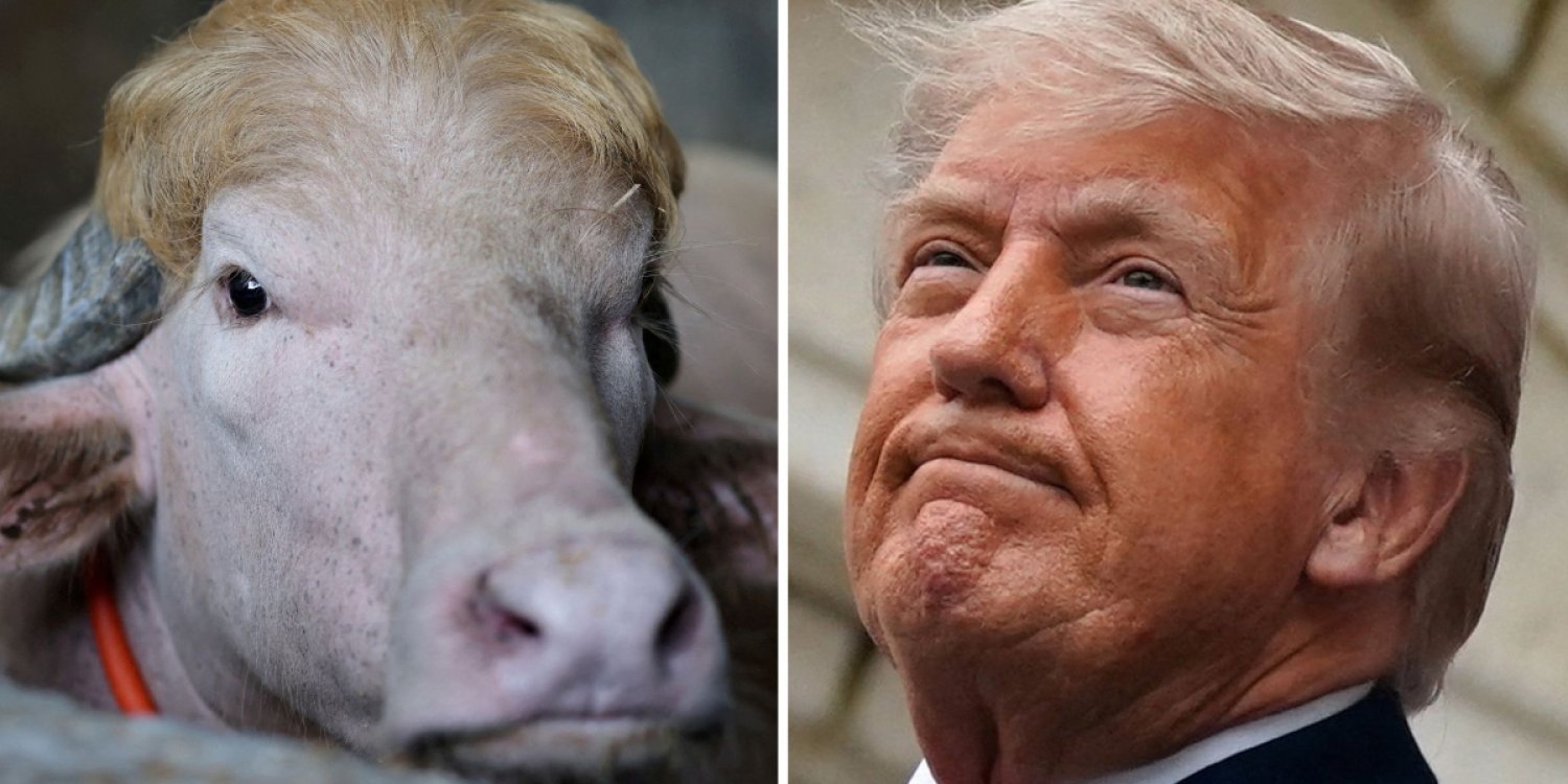 Трампқа ұқсайтын сиыр құрбандықтан аман қалды