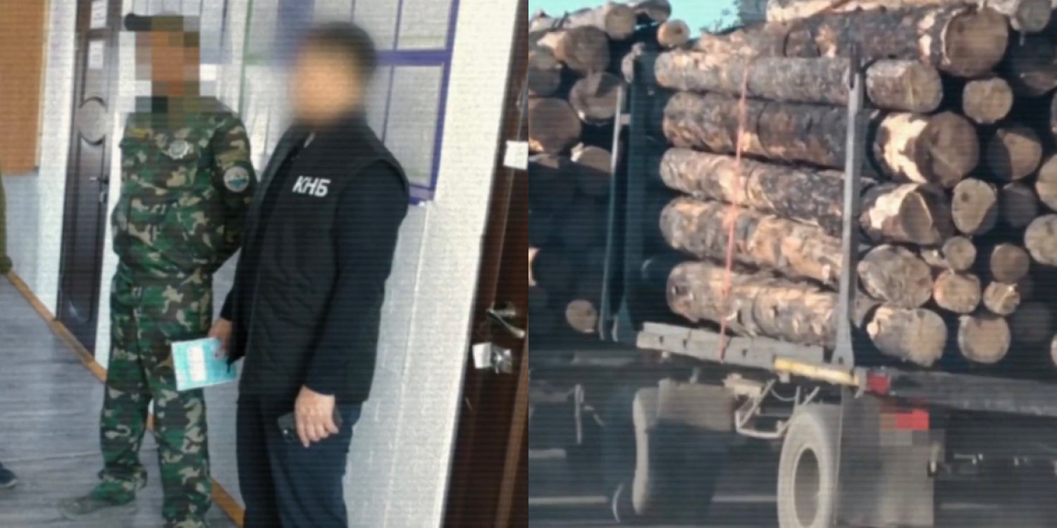 «Семей орманында» ақша үшін ағаштарды заңсыз кесуге рұқсат берген лауазымды тұлғалар ұсталды